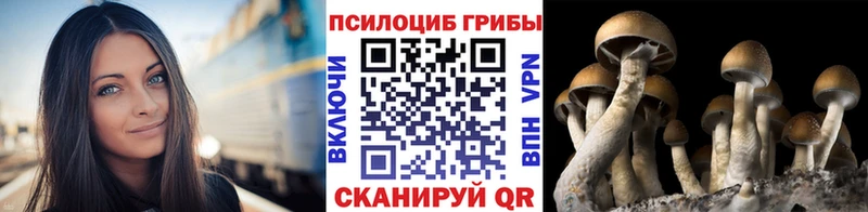 купить   Анива  Псилоцибиновые грибы прущие грибы 